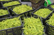 无硫金针菜烘干如何保持品相？不发黑？