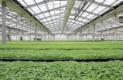 除湿器如何解决高湿度、多种危害的温室除湿问题？