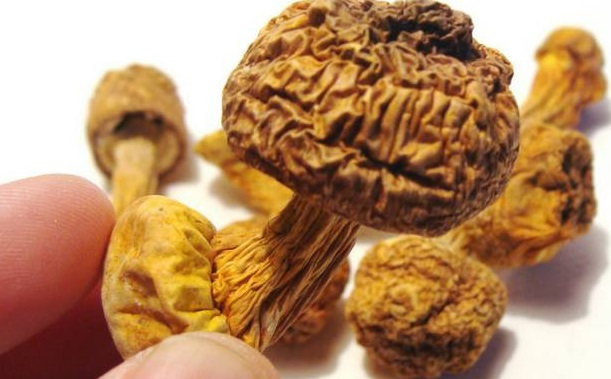 巴西菇、姬松茸烘干机-怎样烘干色泽好且菇体褶片完整？