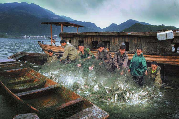 海鱼捕捞.jpg